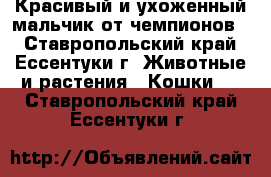 Красивый и ухоженный мальчик от чемпионов  - Ставропольский край, Ессентуки г. Животные и растения » Кошки   . Ставропольский край,Ессентуки г.